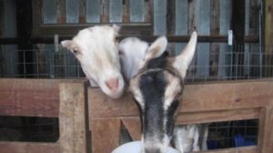 organic goats milk