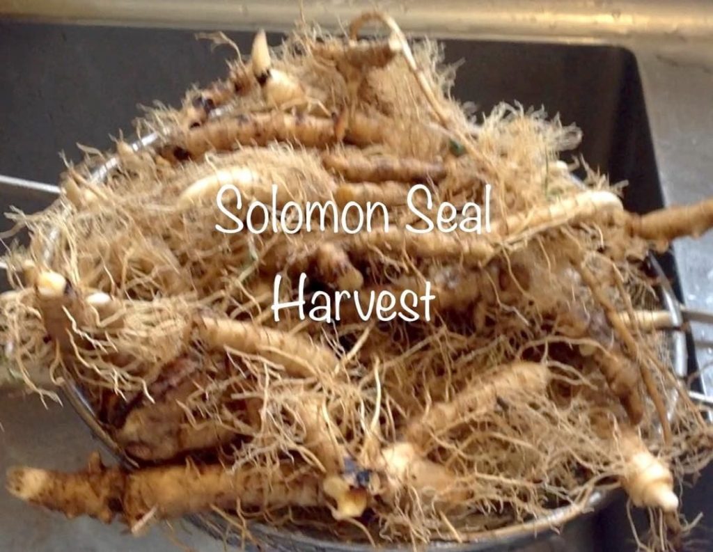 solomon seal harvest